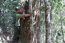 Mong manh những cánh rừng pơ mu (kỳ 1)