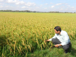 Cách bón phân cho lúa vừa tiết kiệm, vừa hiệu quả