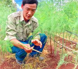 Đưa măng tây 'kết duyên' đất Tây Nguyên