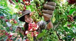 Giá cà phê hôm nay 2/8: Covid-19 đang khiến giao dịch trầm lắng