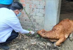 Huyện Krông Bông: Tiêu hủy gần 7 tấn gia súc do dịch viêm da nổi cục ở bò