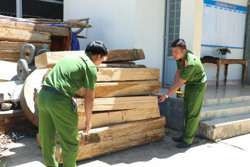 Mong manh những cánh rừng pơ mu (kỳ 2)