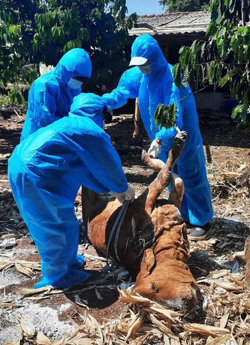 Đắk Lắk: Dịch bệnh hoành hành trên đàn gia súc