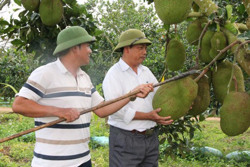 Ea Kar gỡ khó "đầu ra" cho nông sản