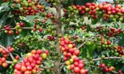 Giá cà phê hôm nay 20/8: Giảm khoảng 300 đồng/kg