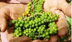 Giá tiêu hôm nay 21/8: Tại sao lượng tiêu xuất khẩu đang giảm?