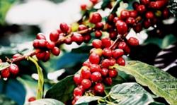 Giá cà phê hôm nay 21/8: Tăng 200 - 300 đồng/kg