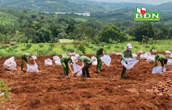 Đắk R’lấp hỗ trợ tiêu thụ 5,7 tấn gừng cho nông dân Tuy Đức