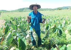 Cây môn hương gặp khó về đầu ra