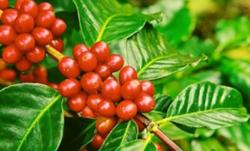 Giá cà phê hôm nay 23/8: Dự báo tăng do nguồn cung hạn chế