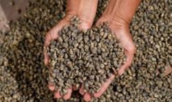 Giá cà phê hôm nay 24/8: Tăng 400 - 500 đồng/kg