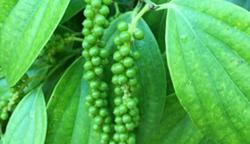 Giá tiêu hôm nay 24/8: Quay đầu giảm nhẹ