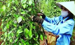 Giá tiêu hôm nay 25/8: Cao nhất ở mức 79.000 đồng/kg