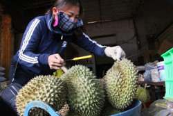 Huyện Krông Pắc: Đã thu hoạch và tiêu thụ khoảng 30% sản lượng sầu riêng