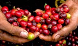 Giá cà phê hôm nay 25/8: Tăng mạnh, vượt mốc 39 triệu đồng/tấn