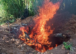 Huyện Ea Súp tiêu hủy gần 4,7 tấn gia súc bị bệnh viêm da nổi cục