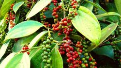 Giá tiêu hôm nay 27/8: Giảm nhẹ 500 đồng/kg