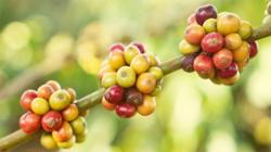 Giá cà phê hôm nay 27/8: Tăng thêm 400 đồng/kg