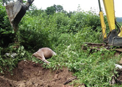 Huyện Lắk tiêu hủy hơn 2 tấn gia súc mắc bệnh viêm da nổi cục