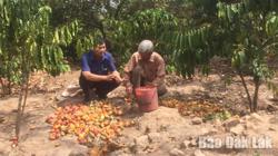 Cảnh báo tình trạng trục lợi từ chính sách ưu đãi về xuất nhập khẩu hạt điều thô