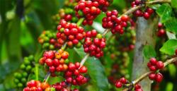 Giá cà phê hôm nay 3/8: Giảm nhẹ 400 - 600 đồng/kg