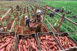 Cần sự đột phá trong giải quyết “sinh kế” vùng nông thôn