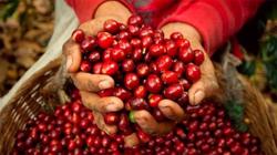 Giá cà phê hôm nay 30/8: Cao nhất đạt 40,1 triệu đồng/tấn