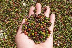 Giá tiêu hôm nay 30/8: Cao nhất ở mức 78.000 đồng/kg