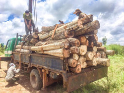 Huyện Cư M'gar: Phát hiện hơn 3 khối gỗ chưa rõ chủ sở hữu trên địa bàn xã Ea M’Droh