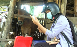 Ea Kar cấp bách phòng, chống bệnh viêm da nổi cục trên trâu, bò