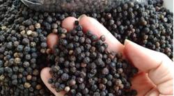 Giá tiêu hôm nay 31/8: Duy trì ổn định