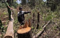 Khởi tố nhóm Dũng "con" tàn phá rừng