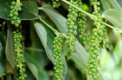 Giá tiêu hôm nay 4/8: Nguồn cung tiêu giảm mạnh