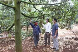 Huyện Krông Pắc: Tìm hướng thu hoạch và tiêu thụ sầu riêng