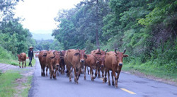 Đắk Lắk công bố dịch bệnh viêm da nổi cục trên trâu, bò