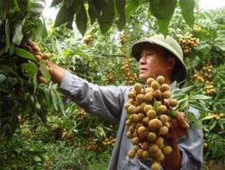 Bộ NN-PTNT đề nghị rà soát kế hoạch sản xuất, tiêu thụ nông sản