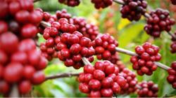 Giá cà phê hôm nay 5/8: Tiếp đà tăng nhẹ 100 - 200 đồng/kg