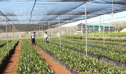 Tăng cường quản lý hoạt động sản xuất, kinh doanh giống cây trồng