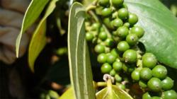 Giá tiêu hôm nay 6/8: Sẽ sớm cán mốc 80.000 đồng/kg?