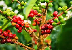 Giá cà phê hôm nay 6/8: Dự báo giá vẫn duy trì mức cao