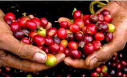 Giá cà phê hôm nay 9/8: Đi ngang phiên đầu tuần