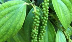 Giá tiêu hôm nay 9/8: Trong nước tăng 500 đồng/kg