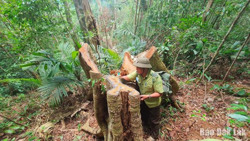 Điều tra, xử lý nghiêm vụ phá rừng ở xã Ea Lai, huyện M’Drắk