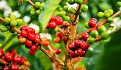 Giá cà phê hôm nay 1/9: Cao nhất ở 40.100 đồng/kg