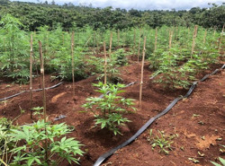 Huyện Krông Năng: Phát hiện 2 đối tượng trồng trái phép cây cần sa