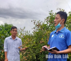 Huyện Ea Súp: Thanh niên giúp nông dân tiêu thụ nhãn