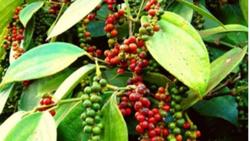 Giá tiêu hôm nay 11/9: Tiếp tục giữ mức cao