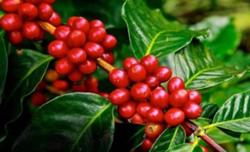 Giá cà phê hôm nay 11/9: Dừng đà giảm