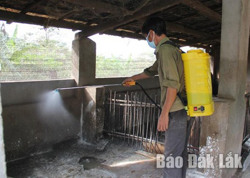 Đắk Lắk được cấp 6.000 lít hóa chất để chống dịch trên động vật