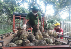 Đẩy mạnh hỗ trợ nông dân tiêu thụ trái cây